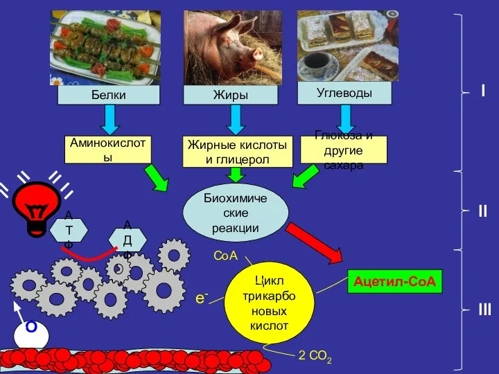 Белки Жиры Углеводы Биохимические реакции Аминокислоты Жирные кислоты и глицерол Глюкоза