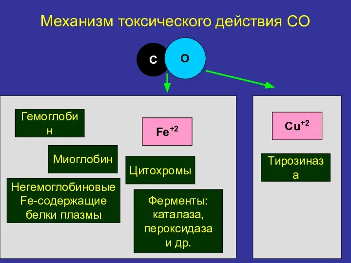 С О Fe+2 Гемоглобин Негемоглобиновые Fe-содержащие белки плазмы Миоглобин Цитохромы Ферменты: