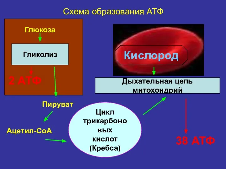 Гликолиз Цикл трикарбоновых кислот (Кребса) Дыхательная цепь митохондрий Кислород Глюкоза Пируват