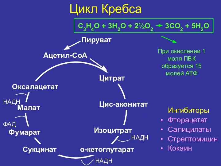 Цикл Кребса Ацетил-СоА Цитрат Цис-аконитат Изоцитрат α-кетоглутарат Сукцинат Фумарат Малат Оксалацетат