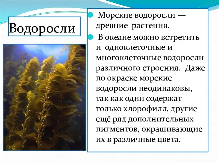 Водоросли Морские водоросли — древние растения. В океане можно встретить и