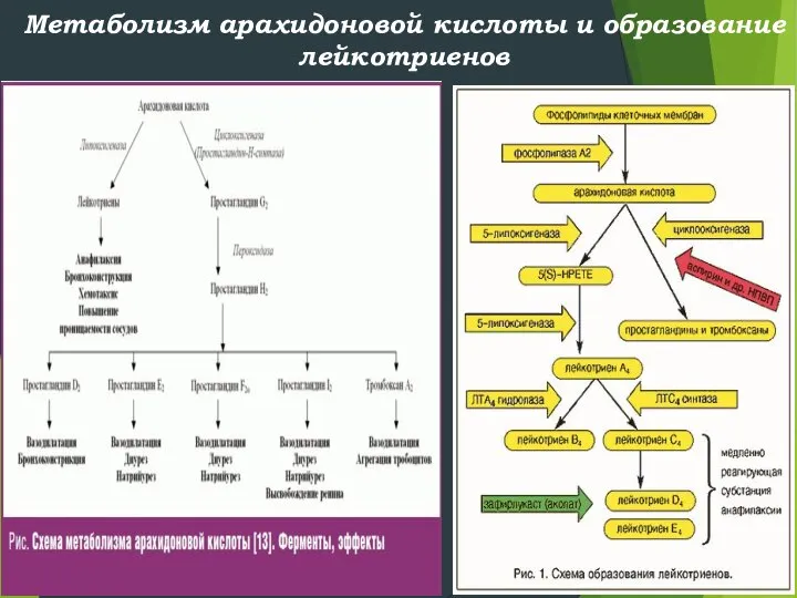 Метаболизм арахидоновой кислоты и образование лейкотриенов