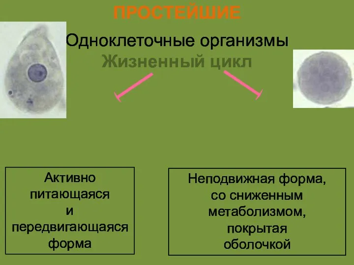 ПРОСТЕЙШИЕ Одноклеточные организмы Жизненный цикл Трофозоит Циста (вегетативная форма) Активно питающаяся