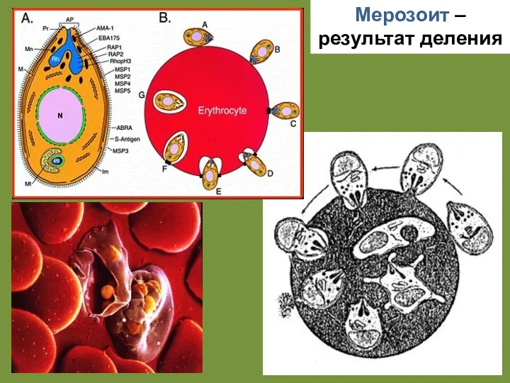 Мерозоит – результат деления