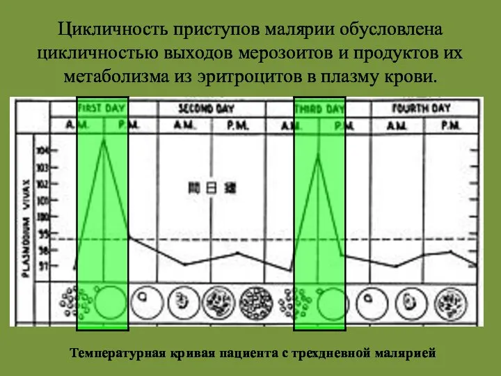 Цикличность приступов малярии обусловлена цикличностью выходов мерозоитов и продуктов их метаболизма