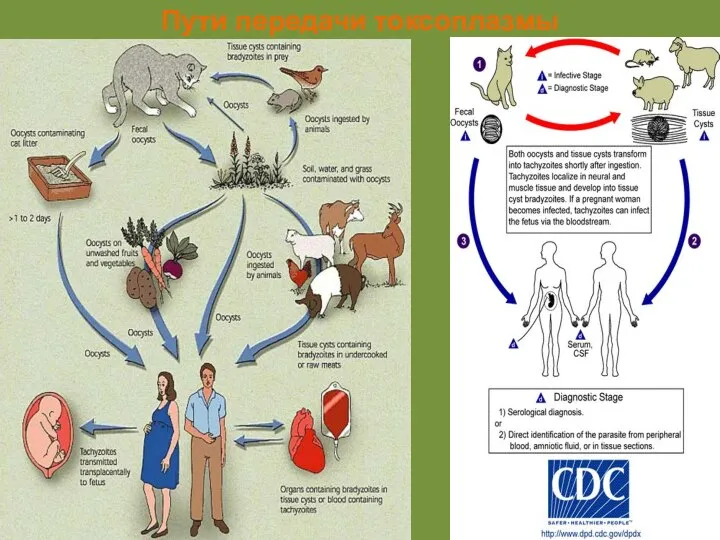 Пути передачи токсоплазмы