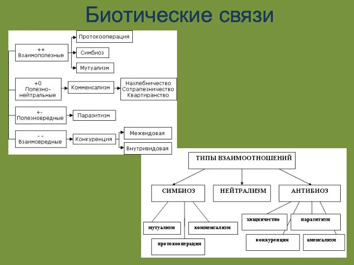 Биотические связи