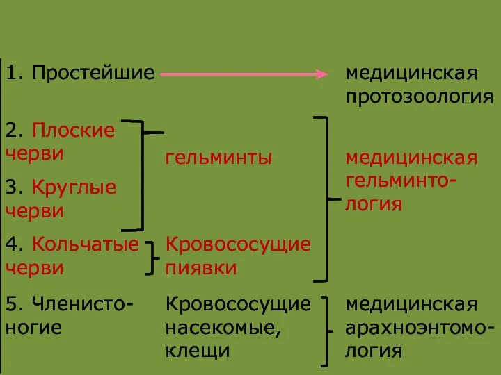 Паразитирующие у человека животные