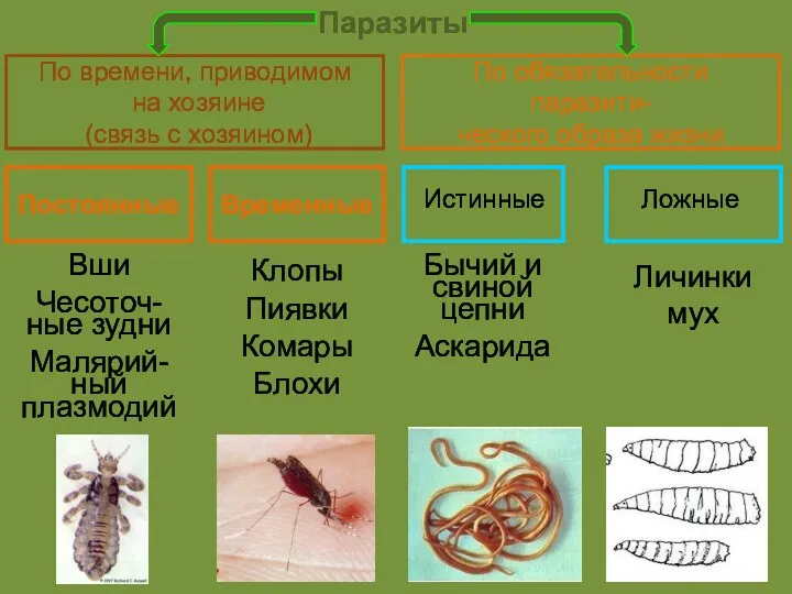 Паразиты По времени, приводимом на хозяине (связь с хозяином) По обязательности