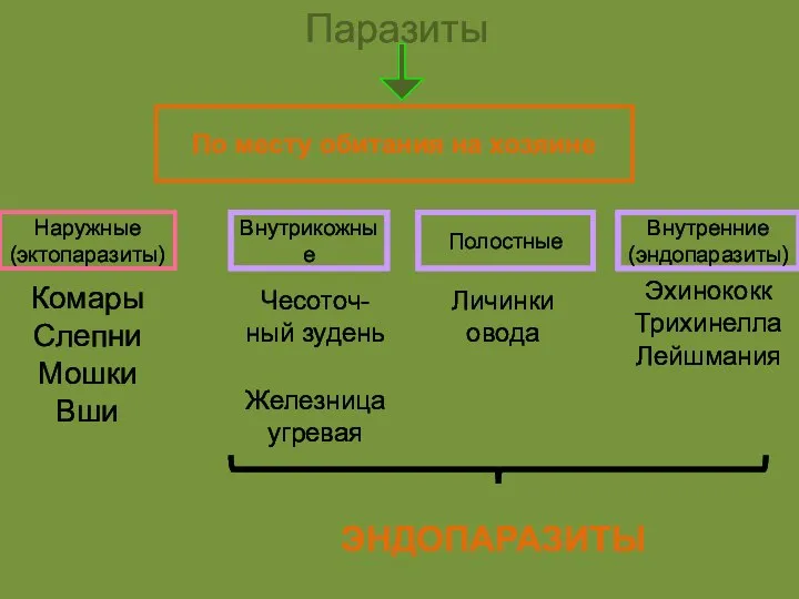 Паразиты По месту обитания на хозяине Наружные (эктопаразиты) Внутрикожные Полостные Внутренние