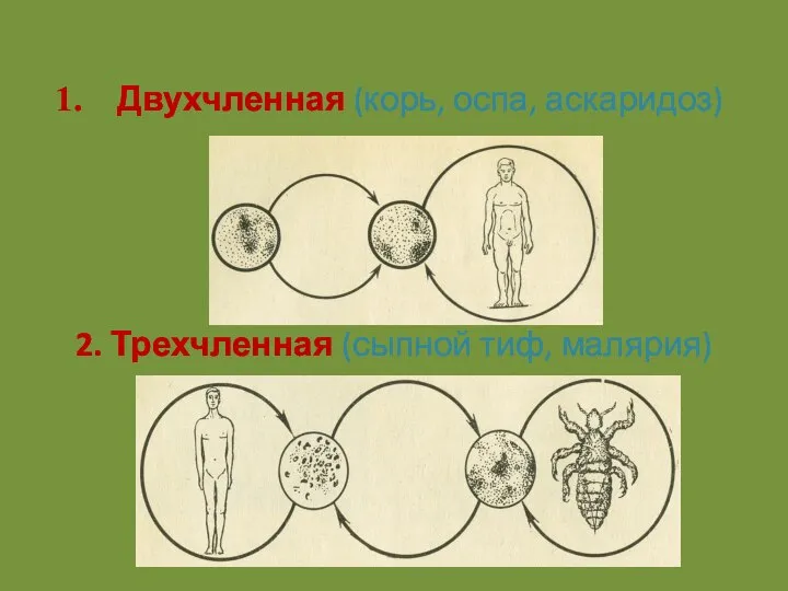 Типы паразитарных систем Двухчленная (корь, оспа, аскаридоз) 2. Трехчленная (сыпной тиф, малярия)