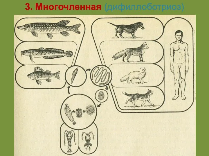 3. Многочленная (дифиллоботриоз)