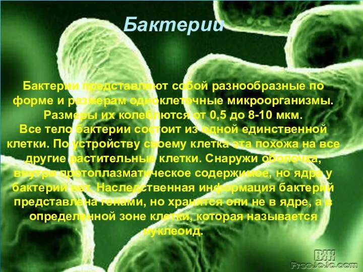 Бактерии Бактерии представляют собой разнообразные по форме и размерам одноклеточные микроорганизмы.