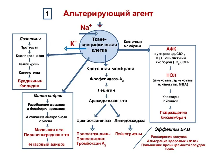 Ткане- специфическая клетка АФК супероксид, ClO_, Н2О2, синглетный кислород (1О2), ОН_