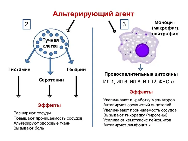 Тучная клетка Гистамин Серотонин Гепарин Провоспалительные цитокины ИЛ-1, ИЛ-6, ИЛ-8, ИЛ-12,