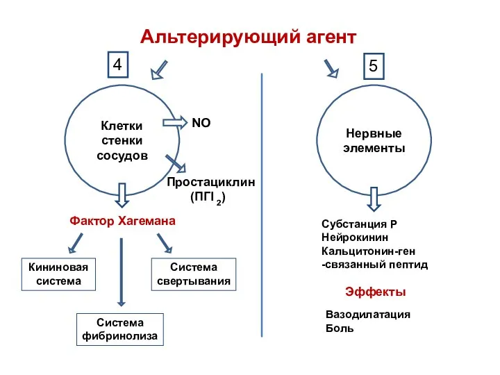 Альтерирующий агент Клетки стенки сосудов Система фибринолиза Фактор Хагемана Кининовая система