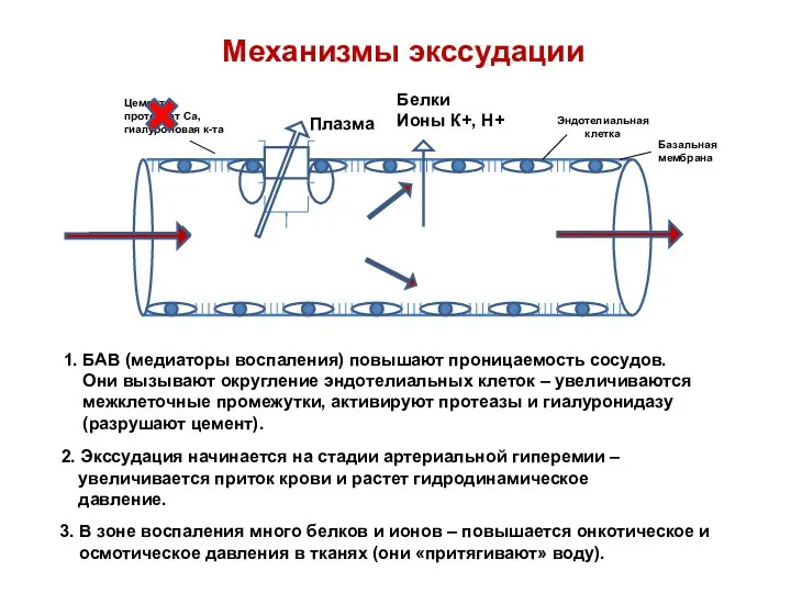 Механизмы экссудации Эндотелиальная клетка Цемент: протеинат Са, гиалуроновая к-та 1. БАВ