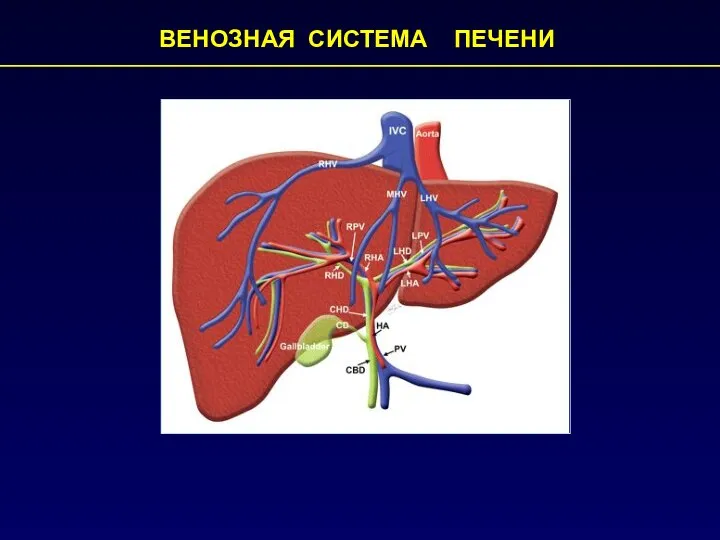 ВЕНОЗНАЯ СИСТЕМА ПЕЧЕНИ