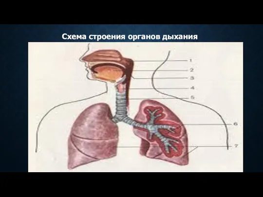 Схема строения органов дыхания