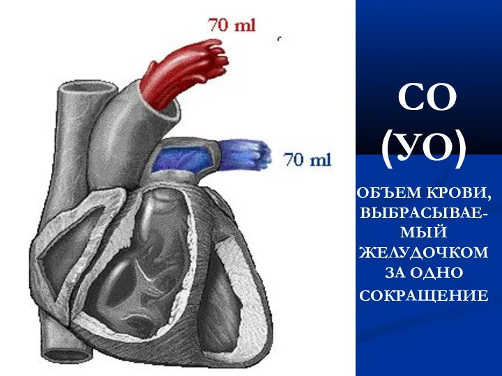 СО (УО) ОБЪЕМ КРОВИ, ВЫБРАСЫВАЕ-МЫЙ ЖЕЛУДОЧКОМ ЗА ОДНО СОКРАЩЕНИЕ