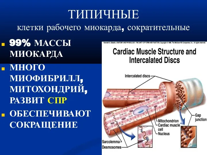 ТИПИЧНЫЕ клетки рабочего миокарда, сократительные‏ 99% МАССЫ МИОКАРДА МНОГО МИОФИБРИЛЛ, МИТОХОНДРИЙ, РАЗВИТ СПР ОБЕСПЕЧИВАЮТ СОКРАЩЕНИЕ