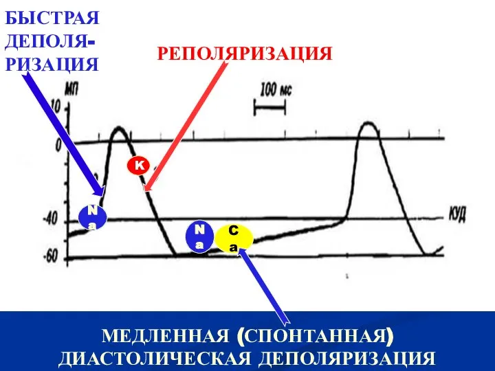 Na Ca K Na БЫСТРАЯ ДЕПОЛЯ- РИЗАЦИЯ РЕПОЛЯРИЗАЦИЯ МЕДЛЕННАЯ (СПОНТАННАЯ) ДИАСТОЛИЧЕСКАЯ ДЕПОЛЯРИЗАЦИЯ