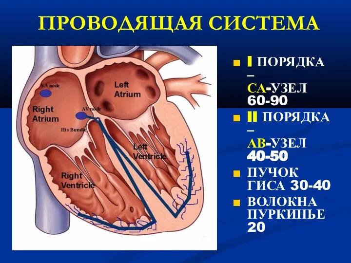 ПРОВОДЯЩАЯ СИСТЕМА I ПОРЯДКА – СА-УЗЕЛ 60-90 II ПОРЯДКА – АВ-УЗЕЛ