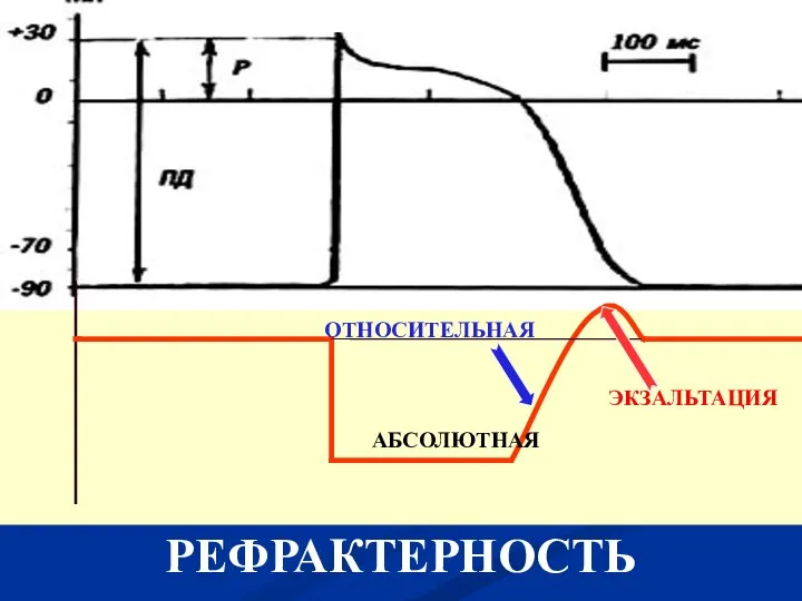 РЕФРАКТЕРНОСТЬ АБСОЛЮТНАЯ ОТНОСИТЕЛЬНАЯ ЭКЗАЛЬТАЦИЯ