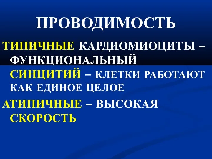 ПРОВОДИМОСТЬ ТИПИЧНЫЕ КАРДИОМИОЦИТЫ – ФУНКЦИОНАЛЬНЫЙ СИНЦИТИЙ – КЛЕТКИ РАБОТАЮТ КАК ЕДИНОЕ