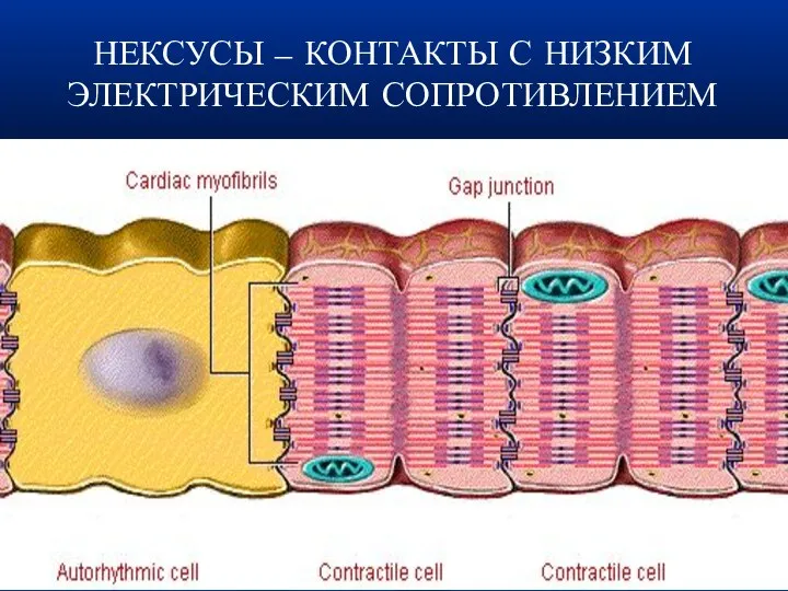 НЕКСУСЫ – КОНТАКТЫ С НИЗКИМ ЭЛЕКТРИЧЕСКИМ СОПРОТИВЛЕНИЕМ