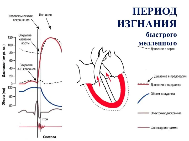 ПЕРИОД ИЗГНАНИЯ быстрого медленного