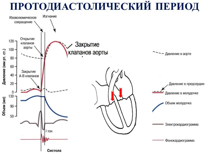 ПРОТОДИАСТОЛИЧЕСКИЙ ПЕРИОД