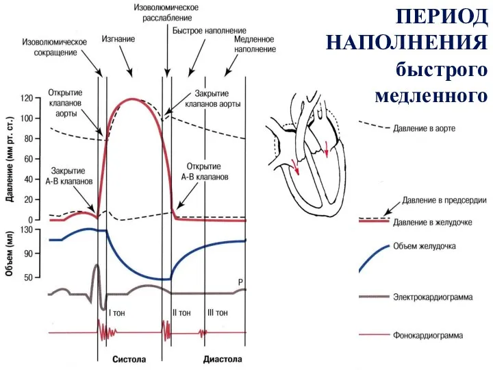 ПЕРИОД НАПОЛНЕНИЯ быстрого медленного