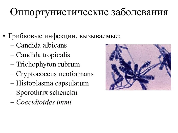 Оппортунистические заболевания Грибковые инфекции, вызываемые: Candida аlbicans Candida tropicalis Trichophyton rubrum
