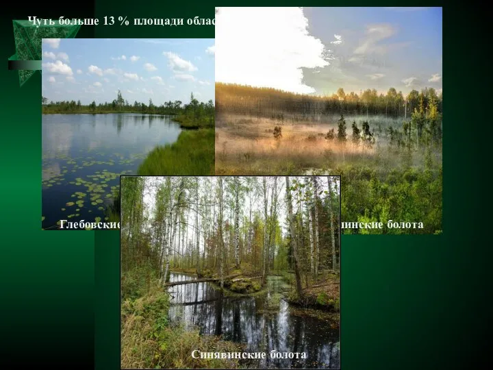 Чуть больше 13 % площади области занимают болота. Глебовские болота Мшинские болота Синявинские болота