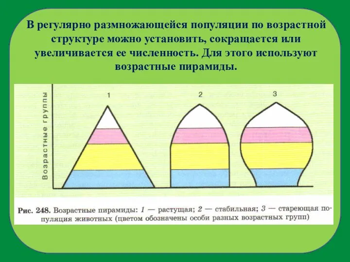 В регулярно размножающейся популяции по возрастной структуре можно установить, сокращается или