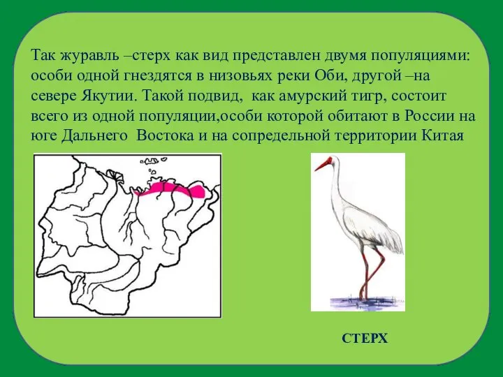 Так журавль –стерх как вид представлен двумя популяциями: особи одной гнездятся