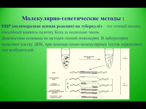 Молекулярно-генетические методы : ПЦР (полимеразная цепная реакция) на туберкулёз – это