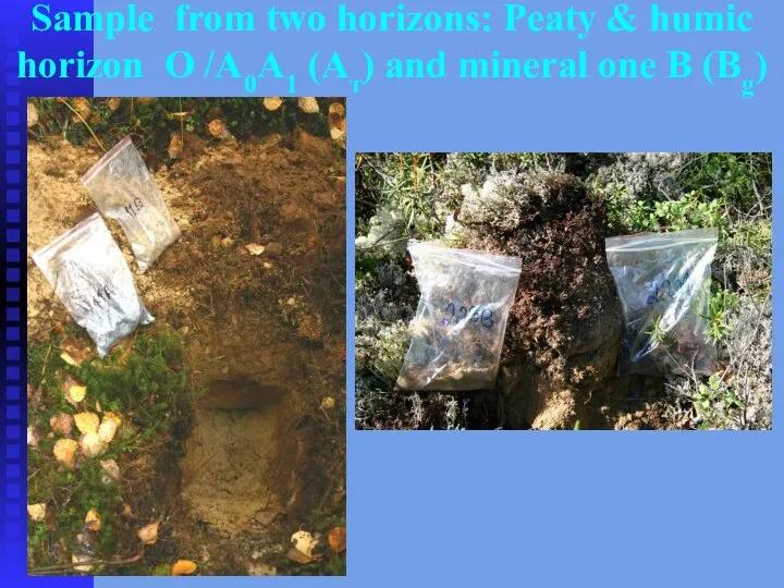 Sample from two horizons: Peaty & humic horizon О /А0А1 (Ат) and mineral one В (Вg)
