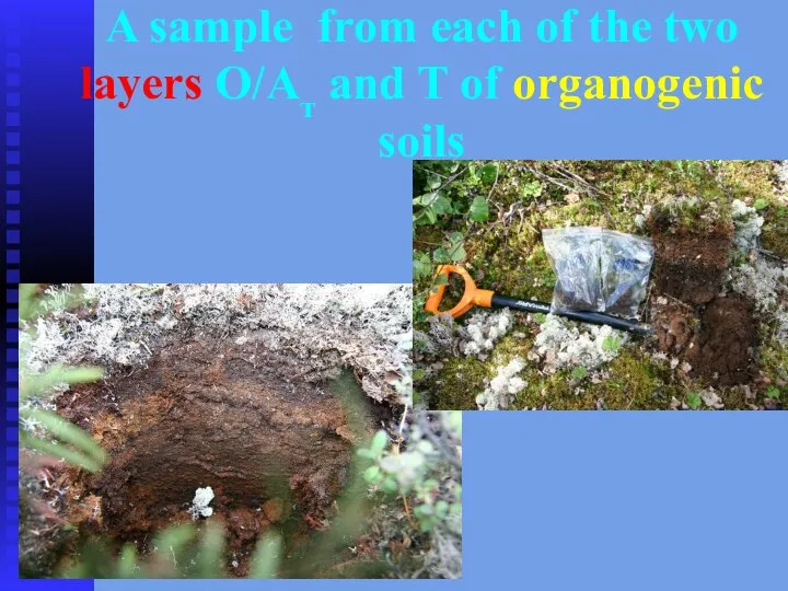 A sample from each of the two layers О/Ат and T of organogenic soils