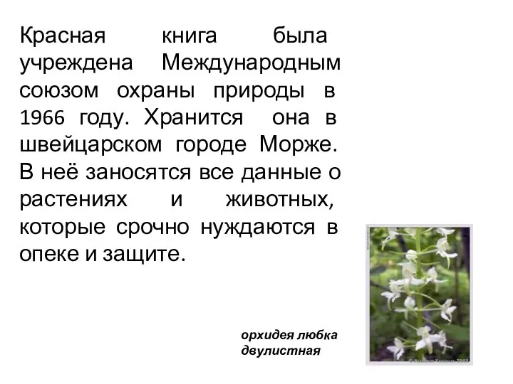 Красная книга была учреждена Международным союзом охраны природы в 1966 году.