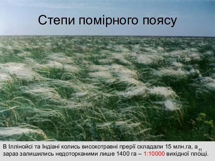 Степи помірного поясу В Іллінойсі та Індіані колись високотравні прерії складали