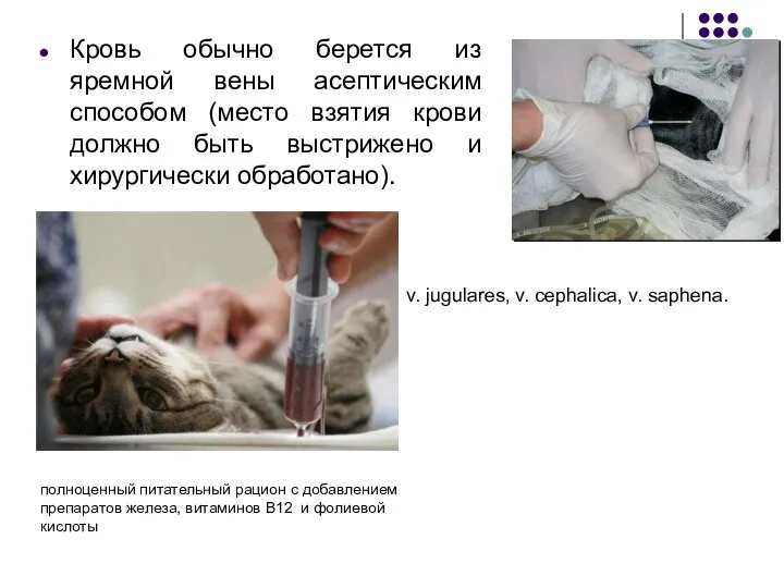 Кровь обычно берется из яремной вены асептическим способом (место взятия крови