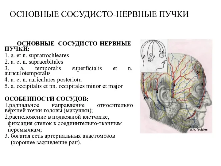 ОСНОВНЫЕ СОСУДИСТО-НЕРВНЫЕ ПУЧКИ ОСНОВНЫЕ СОСУДИСТО-НЕРВНЫЕ ПУЧКИ: 1. a. et n. supratrochleares