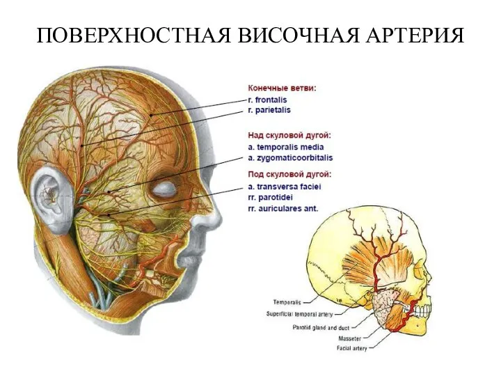 ПОВЕРХНОСТНАЯ ВИСОЧНАЯ АРТЕРИЯ