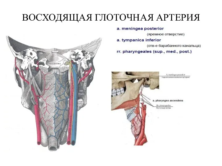 ВОСХОДЯЩАЯ ГЛОТОЧНАЯ АРТЕРИЯ