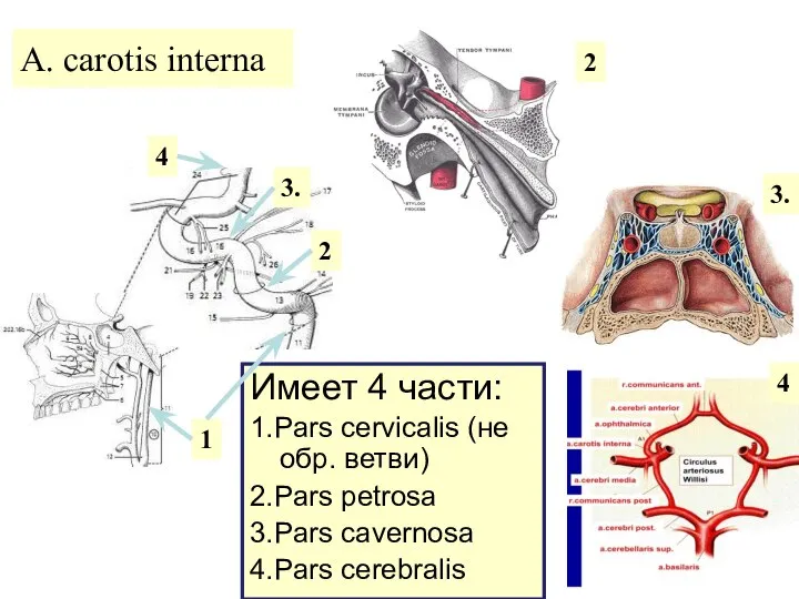 A. carotis interna Имеет 4 части: 1.Pars cervicalis (не обр. ветви)