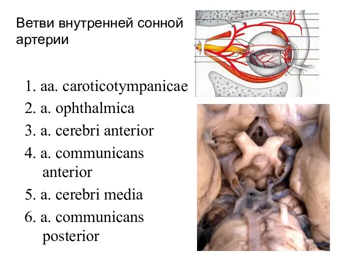 Ветви внутренней сонной артерии 1. aa. caroticotympanicae 2. a. ophthalmica 3.