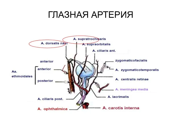 ГЛАЗНАЯ АРТЕРИЯ