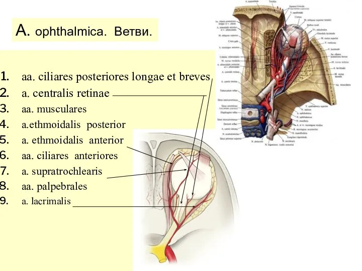 A. ophthalmica. Ветви. aa. ciliares posteriores longae et breves a. centralis